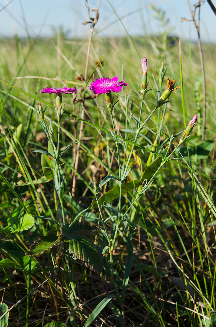 Image of genus Dianthus specimen.