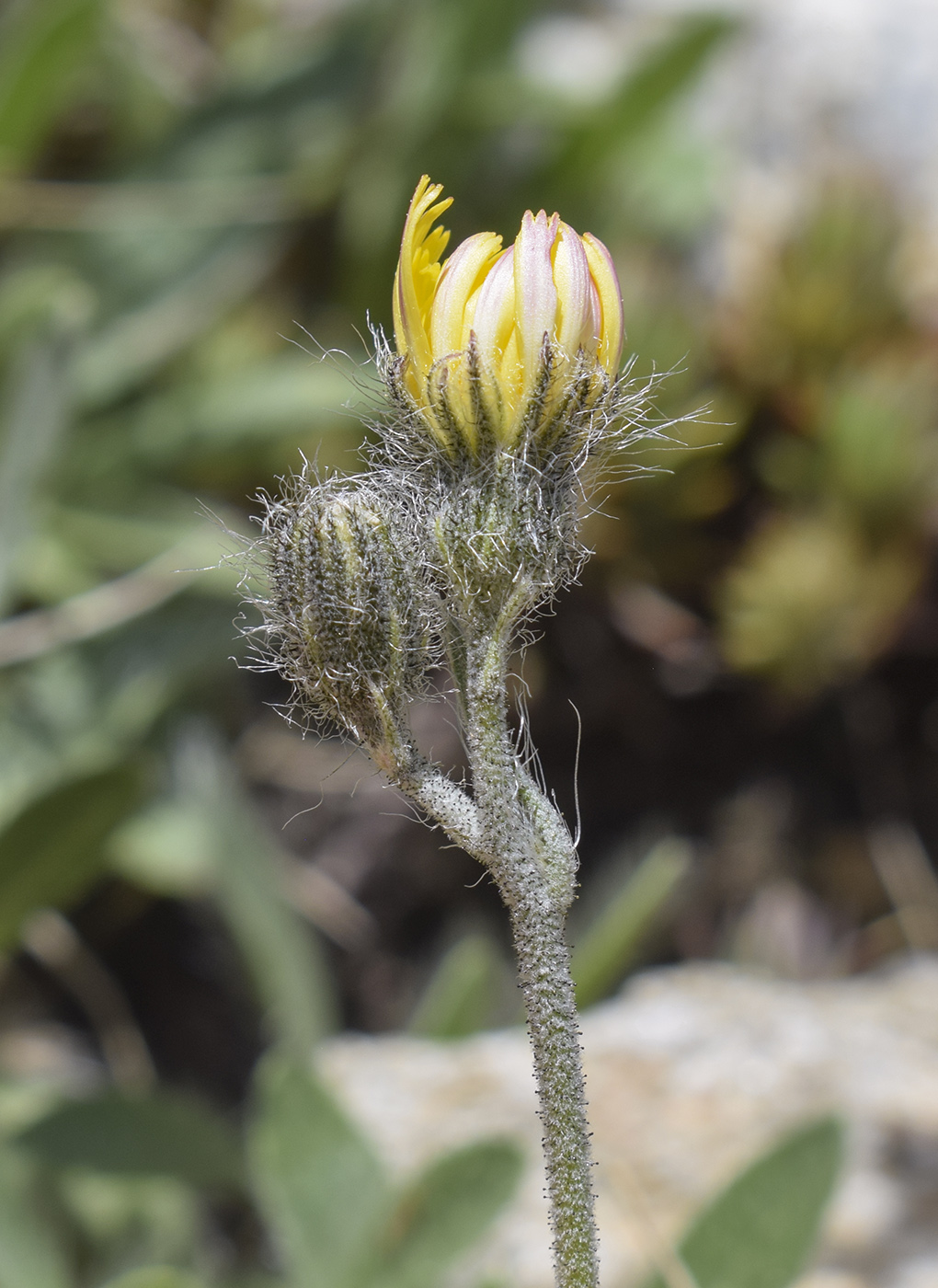Image of genus Pilosella specimen.