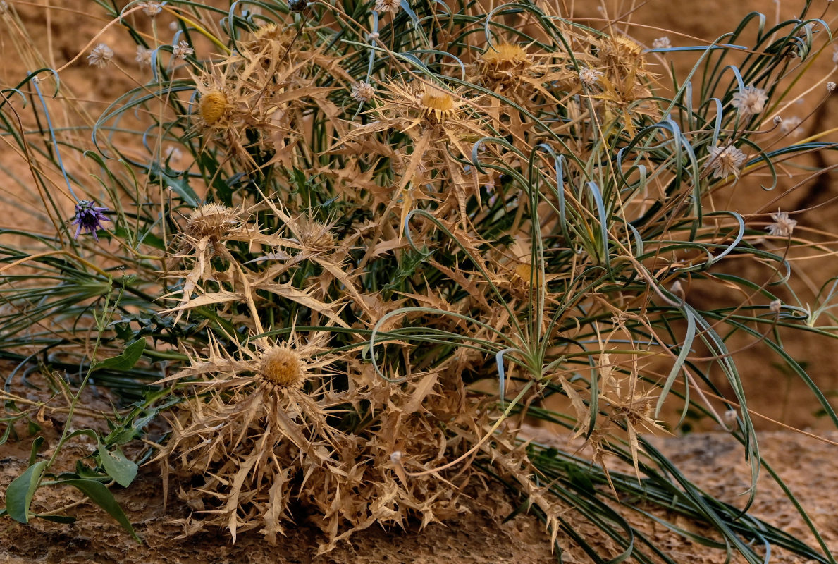 Изображение особи Carlina brachylepis.