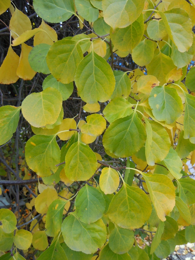 Image of Celastrus orbiculata specimen.