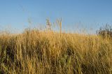 род Agropyron