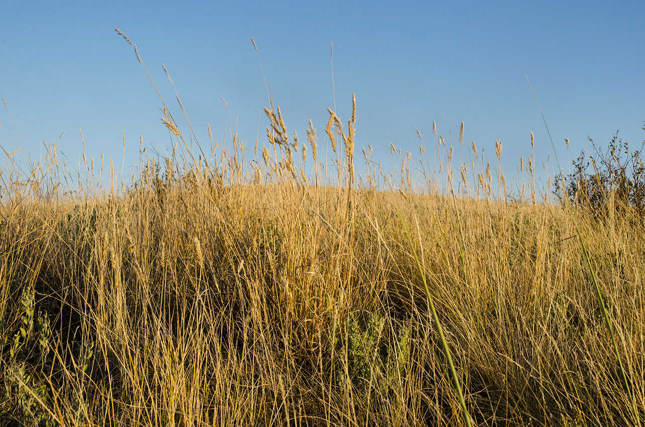 Изображение особи род Agropyron.