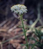 Achillea millefolium. Верхушка цветущего растения. Пермский край, г. Пермь, Индустриальный р-н, опушка в хвойном лесу. 04.08.2023.