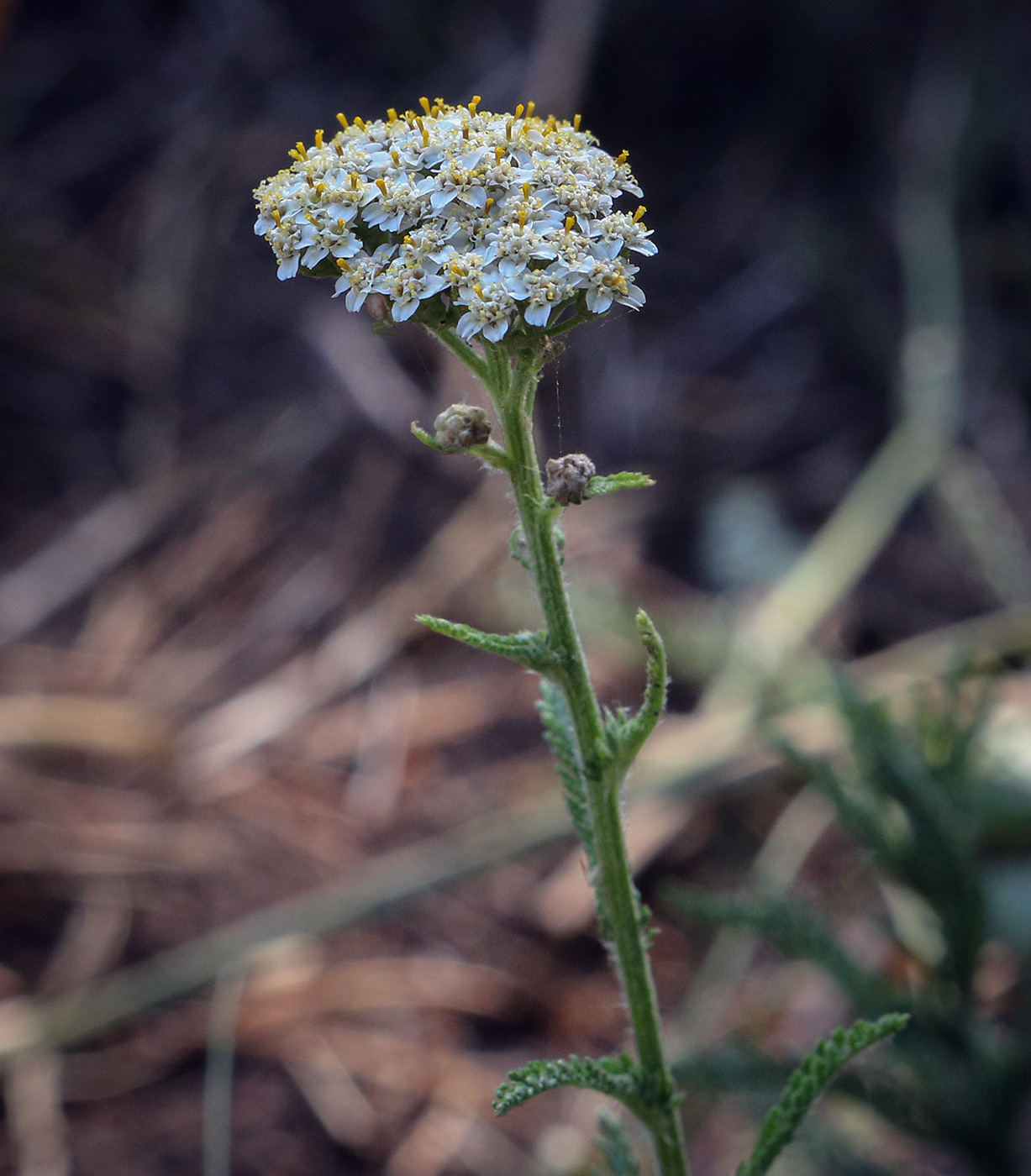Изображение особи Achillea millefolium.