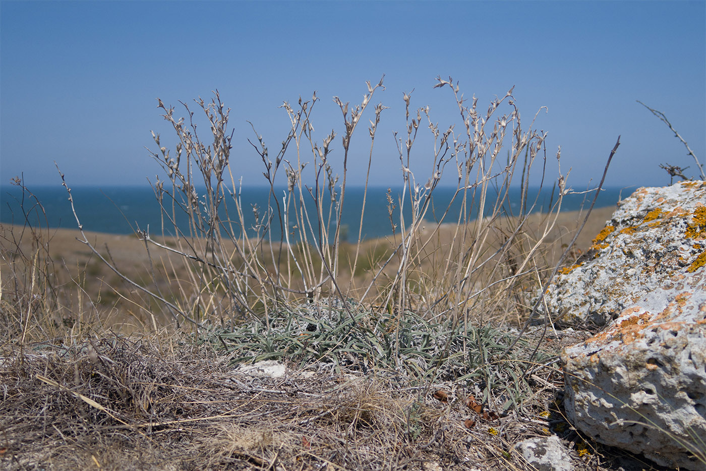 Image of Onosma taurica specimen.