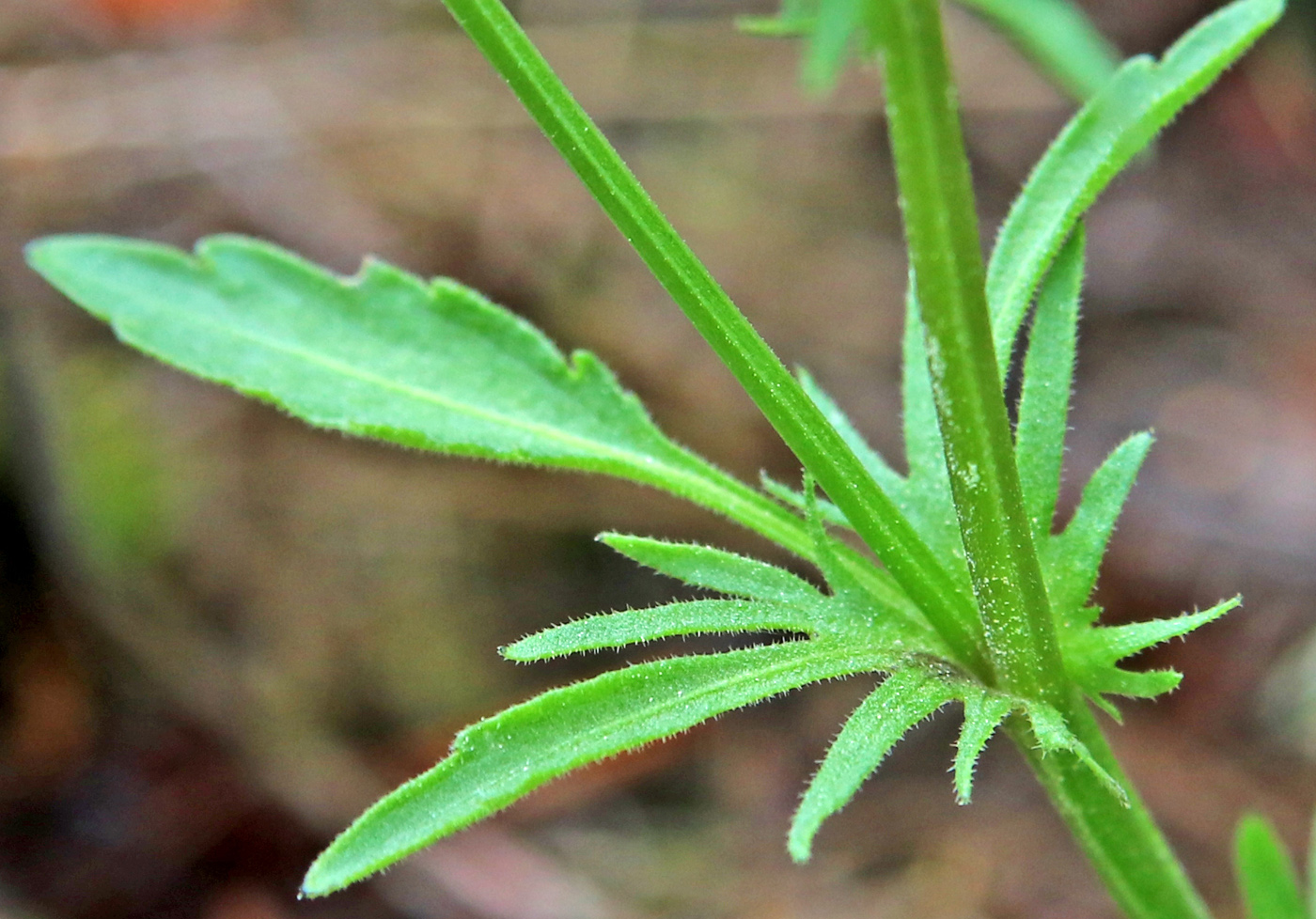 Image of Viola tricolor specimen.