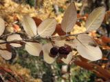 Cotoneaster melanocarpus. Верхушка ветви с зрелыми плодами (вид на абаксиальную поверхность). Магаданская обл., г. Магадан, мкр-н Снежная Долина, бывшая ЛОС (Лесная опытная станция). 26.09.2023.