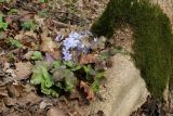 Hepatica nobilis. Цветущее растение у замшелого комля дерева. Санкт-Петербург, Дудергофские высоты, широколиственный лес. 14.04.2024.