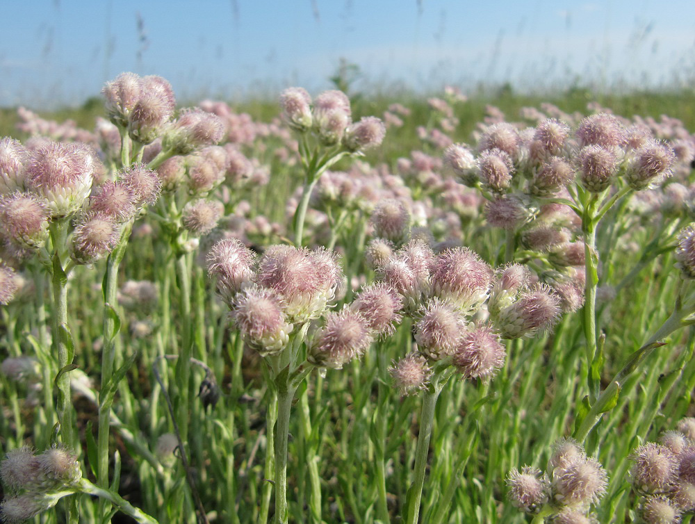 Изображение особи Antennaria dioica.