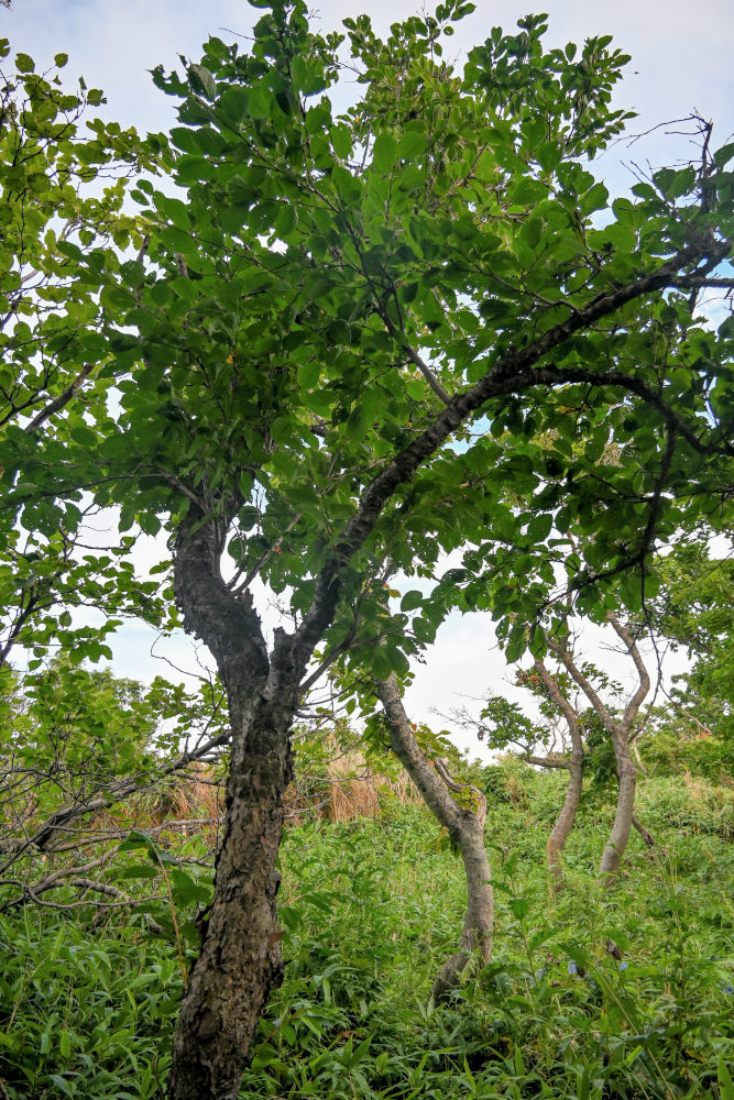 Image of Cerasus sachalinensis specimen.