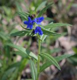 Aegonychon purpureocaeruleum. Верхушка цветущего растения. Кавказ, Сочинский р-н, Лазаревское, сосновый лес. 10.04.2024.