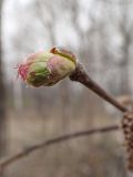 Corylus mandshurica