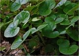 Asarum europaeum. Цветущее растение. Московская обл., Раменский р-н, окр. ж.-д. платформы Хрипань, смешанный лес у ЛЭП. 19.05.2024.