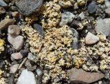 Fulgensia fulgens