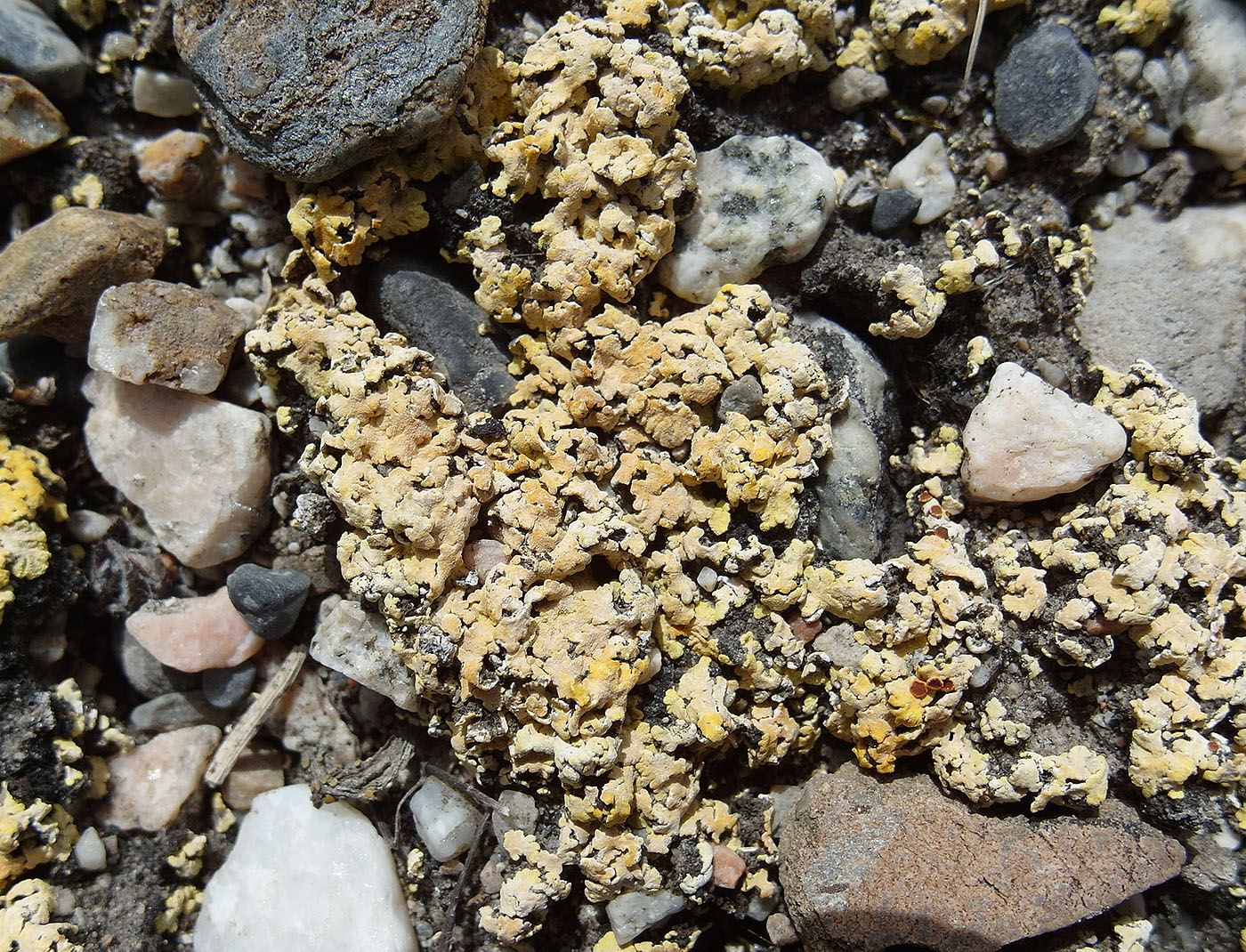 Изображение особи Fulgensia fulgens.