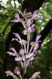 Limodorum abortivum