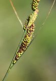 Carex nigra