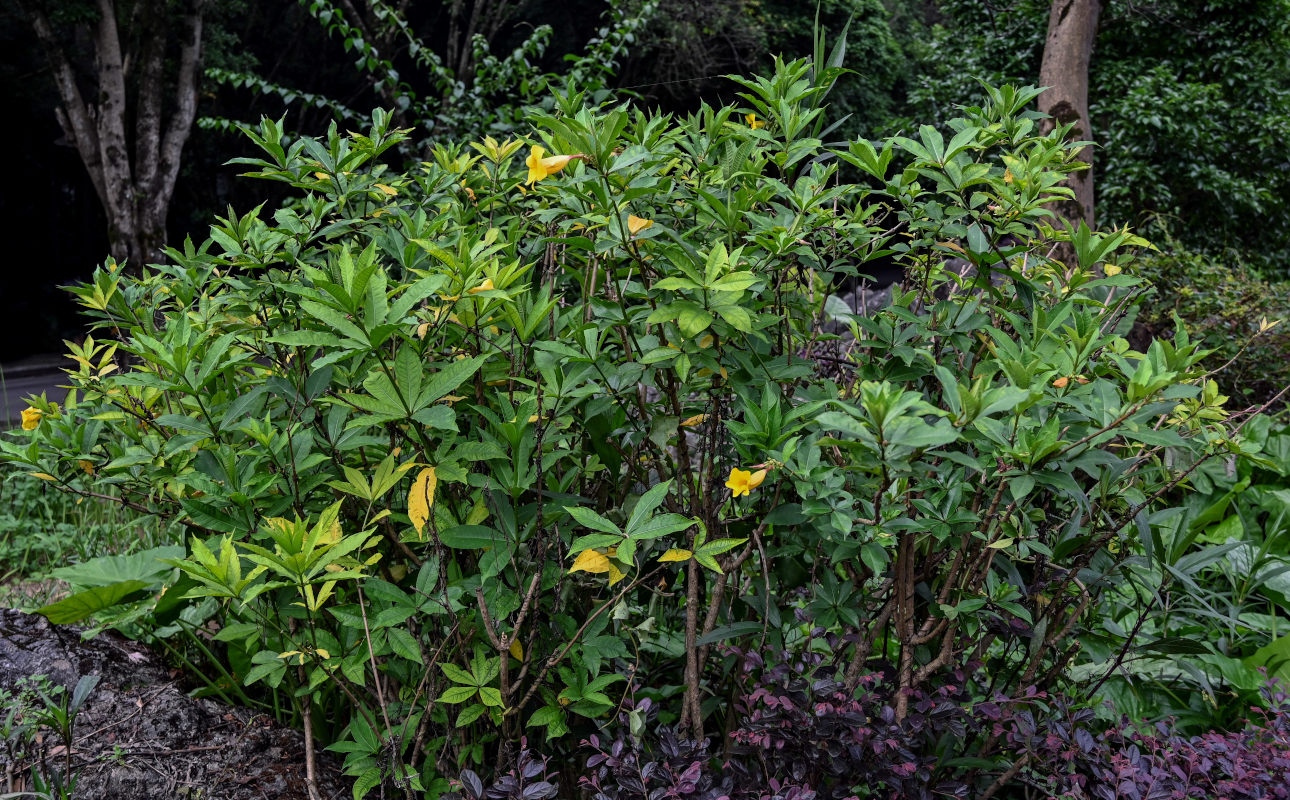 Image of Allamanda schottii specimen.