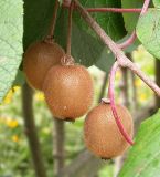 Actinidia chinensis разновидность deliciosa. Зрелые плоды. Кавказ, Сочинский р-н, 10 км В Лазаревского, пос. Татьяновка, 29 сентября 2005 г.