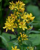 Hypericum hirsutum