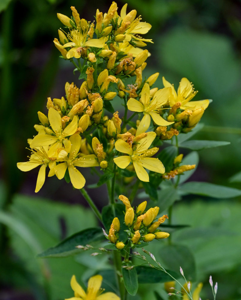 Изображение особи Hypericum hirsutum.