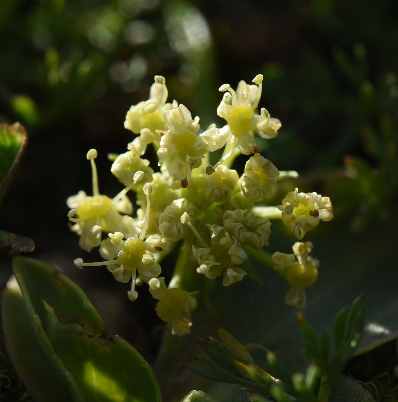 Image of familia Apiaceae specimen.