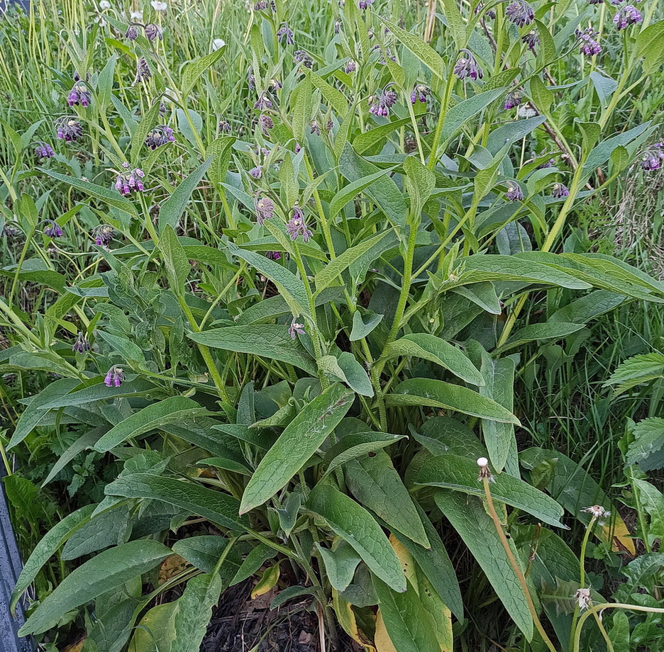 Изображение особи Symphytum officinale.