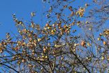 Malus domestica