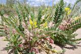 Astragalus rubtzovii. Цветущие и плодоносящие растения. Казахстан, Алматинская обл., Северный Тянь-Шань, дол. р. Кегень, пески Кум-Текей, ≈ 2000 м н.у.м., барханные пески. 26 июля 2024 г.