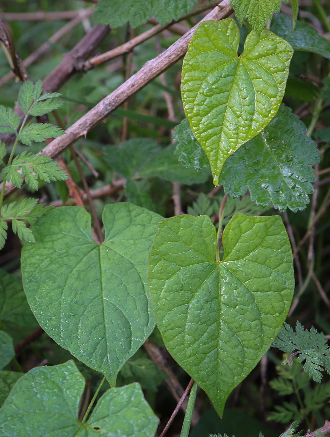 Image of Calystegia silvatica specimen.