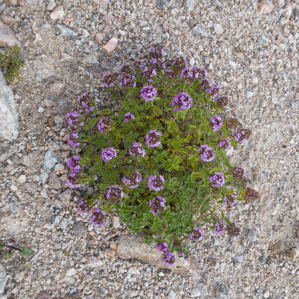 Image of Thymus nummularius specimen.