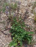 View full-size image Salvia verticillata