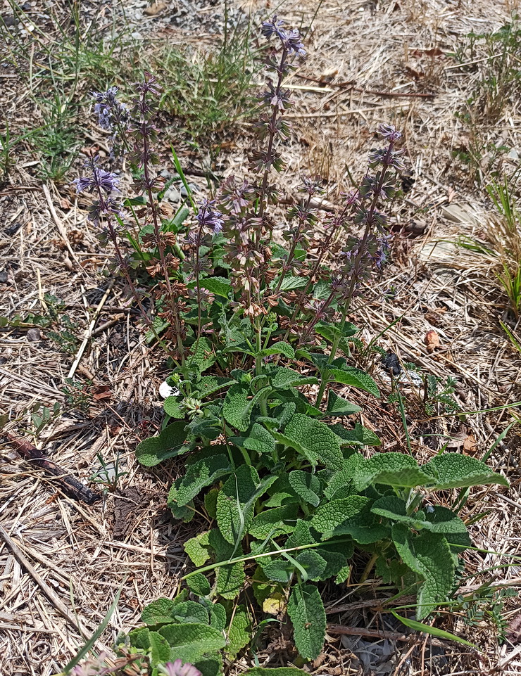 Изображение особи Salvia verticillata.
