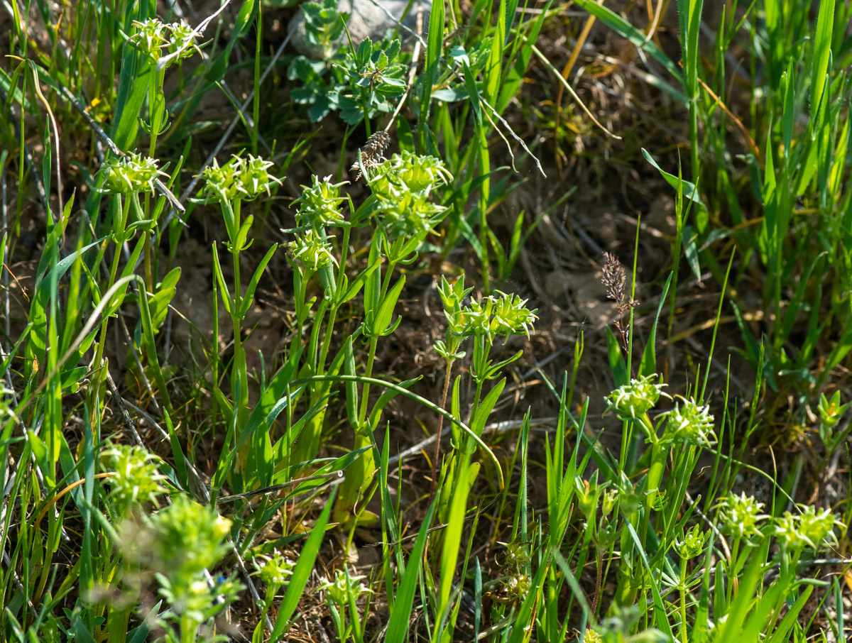 Image of Valerianella turkestanica specimen.