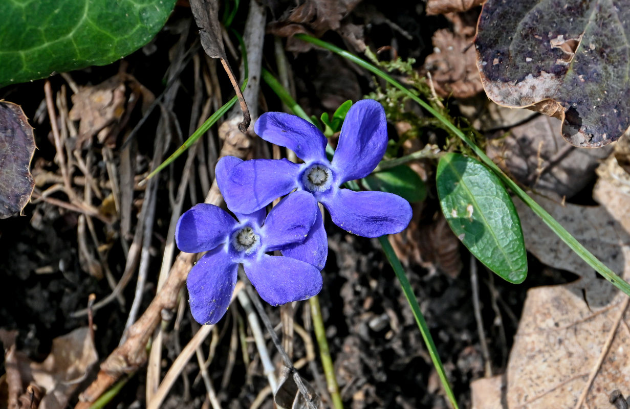 Image of Vinca minor specimen.