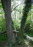 Hedera pastuchovii. Растение, обвивающее Populus. Дагестан, Магарамкентский р-н, Самурский лес, широколиственный лес. 09.05.2025.