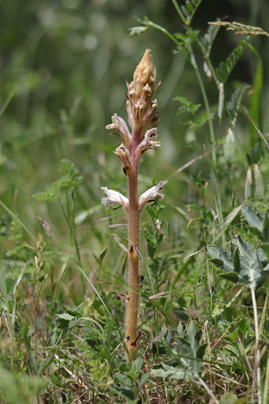 Image of Orobanche callieri specimen.