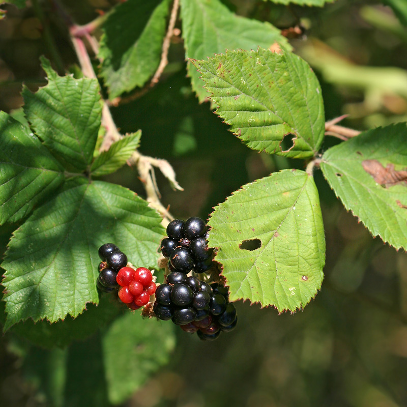 Изображение особи Rubus sanctus.