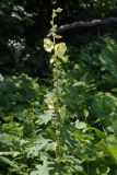 Alcea rugosa
