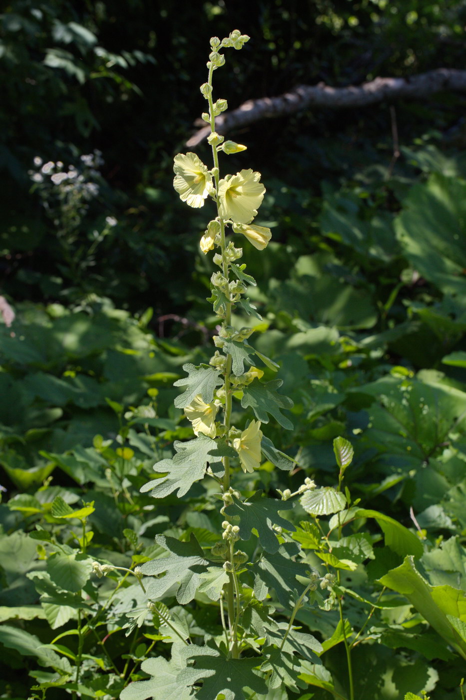 Image of Alcea rugosa specimen.