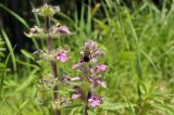 Ajuga multiflora. Верхушка цветущего растения светлой формы с фуражирующим шмелём. Приморский край, Уссурийский ГО, окр. с. Монакино, широколиственный лес на вершине сопки, дорога. 31.05.2025.