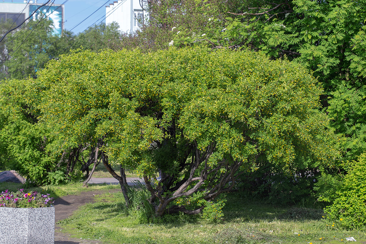 Изображение особи Caragana arborescens.