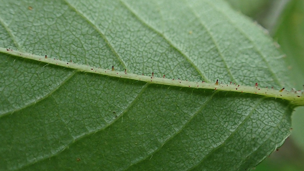 Image of Rosa koreana specimen.