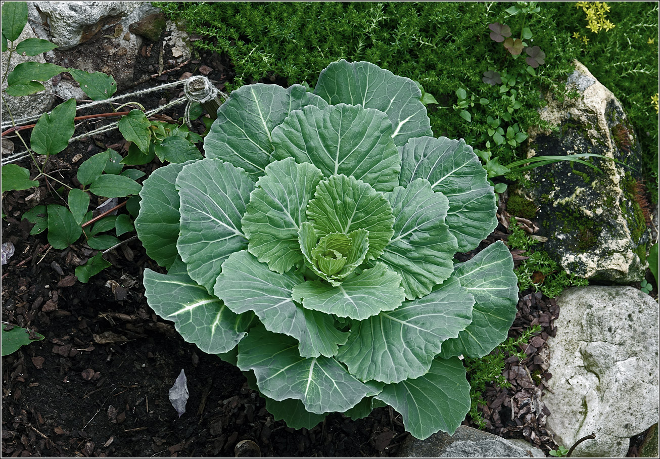 Изображение особи Brassica oleracea var. viridis.
