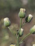 Conyza bonariensis. Соцветия. Испания, Каталония, пров. Жирона, комарка Баш Эмпорда, муниципалитет Калонже, залежь. 30.08.2025.
