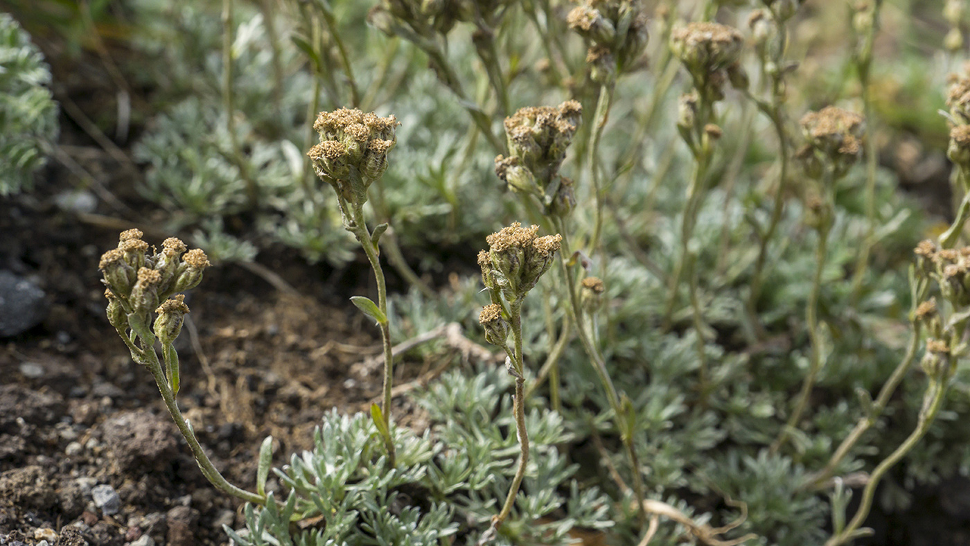 Image of genus Artemisia specimen.