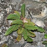 Ceterach officinarum. Растение на скале. Республика Абхазия, окр. г. Новый Афон. 28.08.2009.