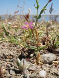 Centaurium pulchellum