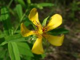 Hypericum gebleri. Цветок. Хабаровский край, окр. г. Комсомольск-на-Амуре, Силинский лесопарк, лиственный лес, поляна. 05.07.2025.