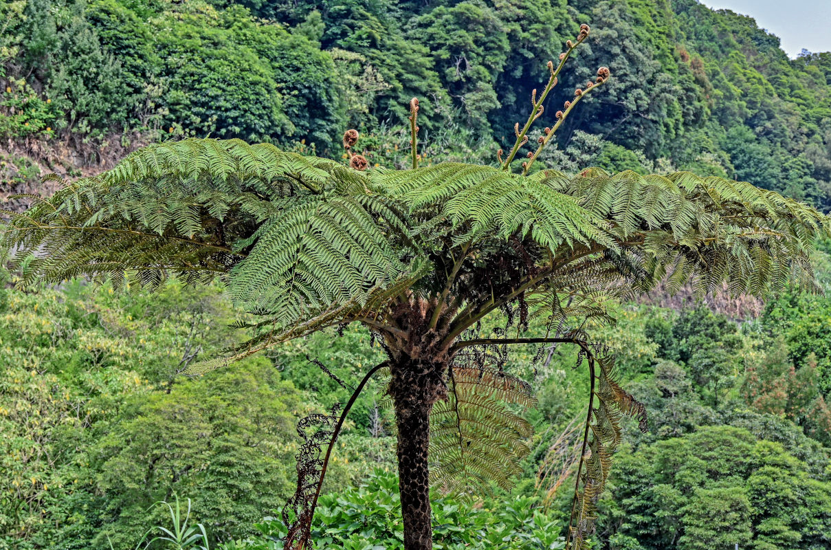 Изображение особи Cyathea cooperi.